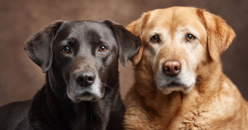 best age to breed dogs - pair my pet