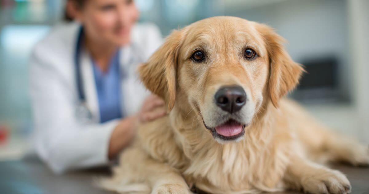 dog heat cycle - pair my pet