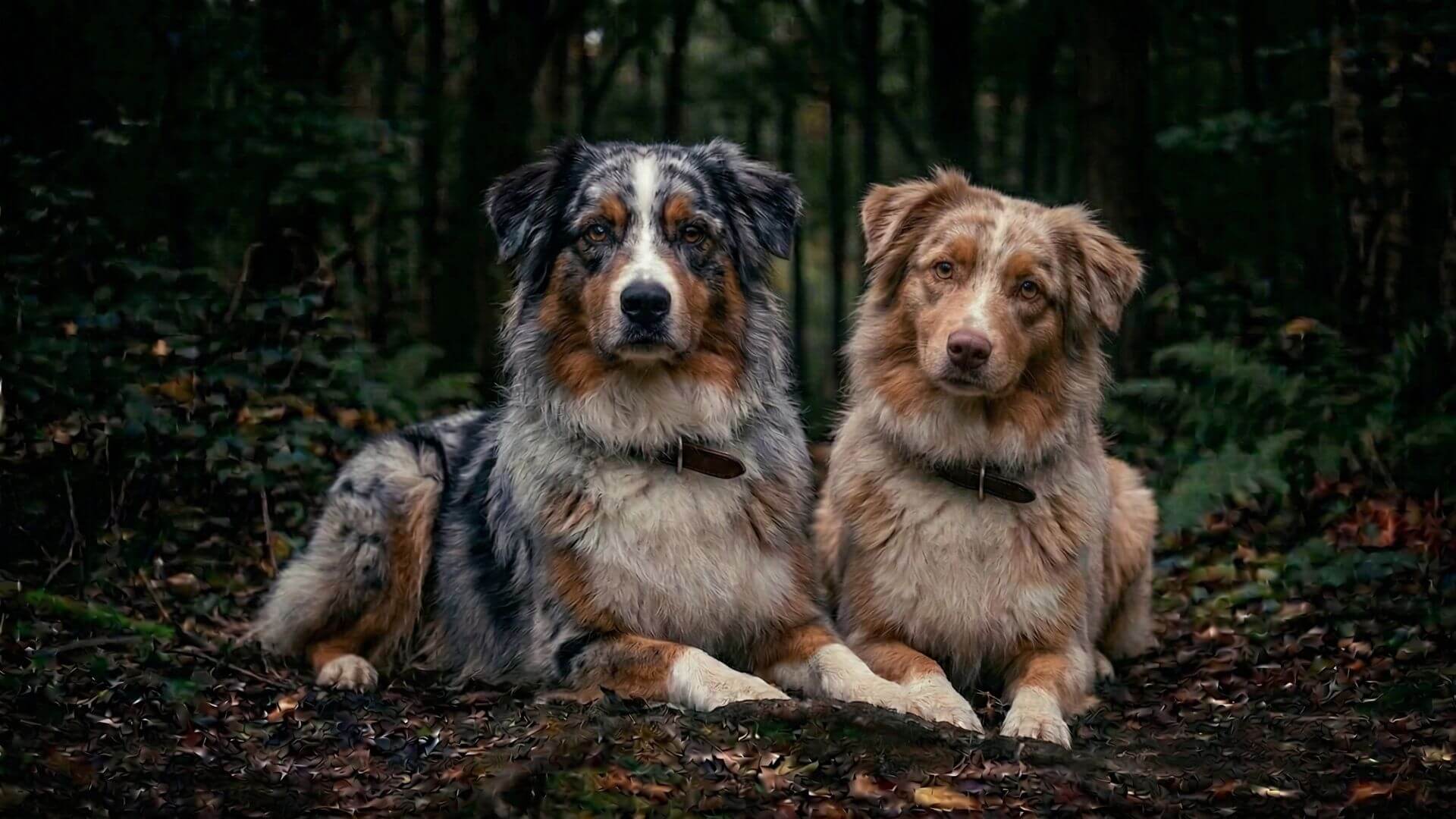 Australian Shepherd stud dogs for breeding