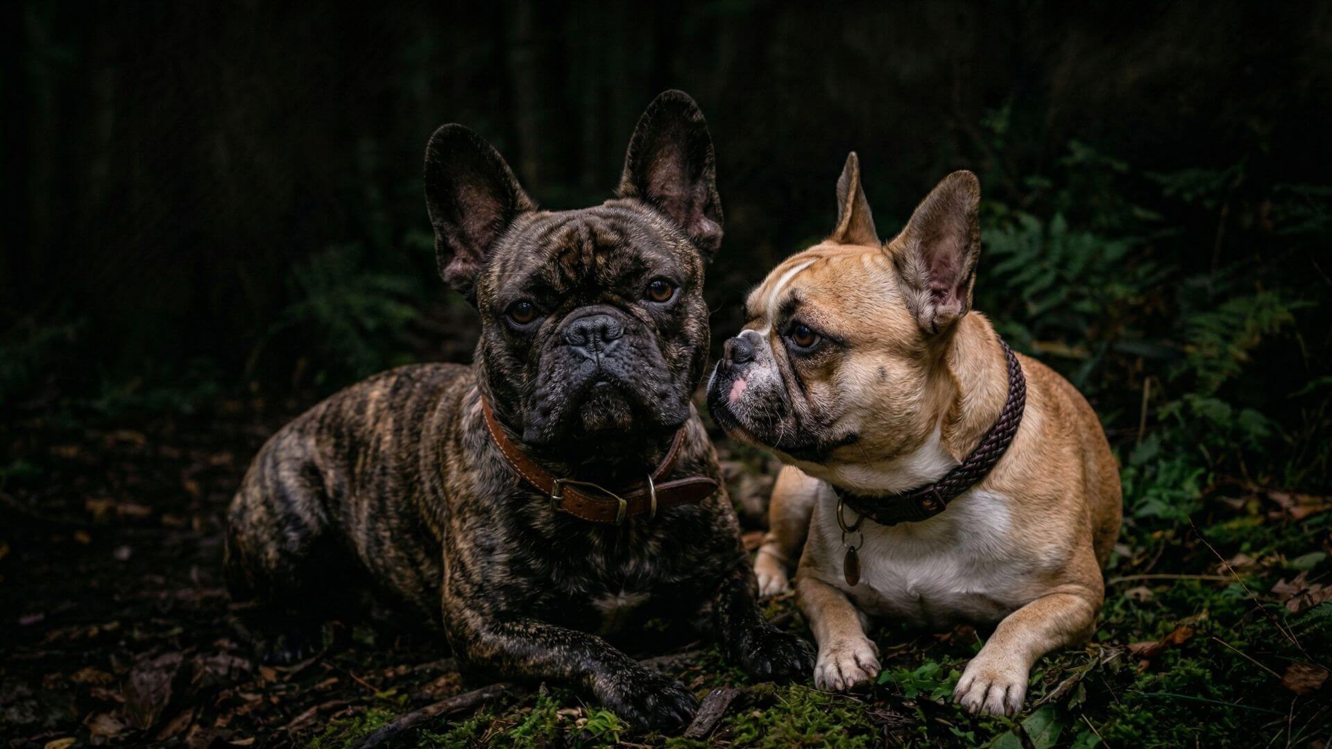French Bulldog stud dogs for breeding