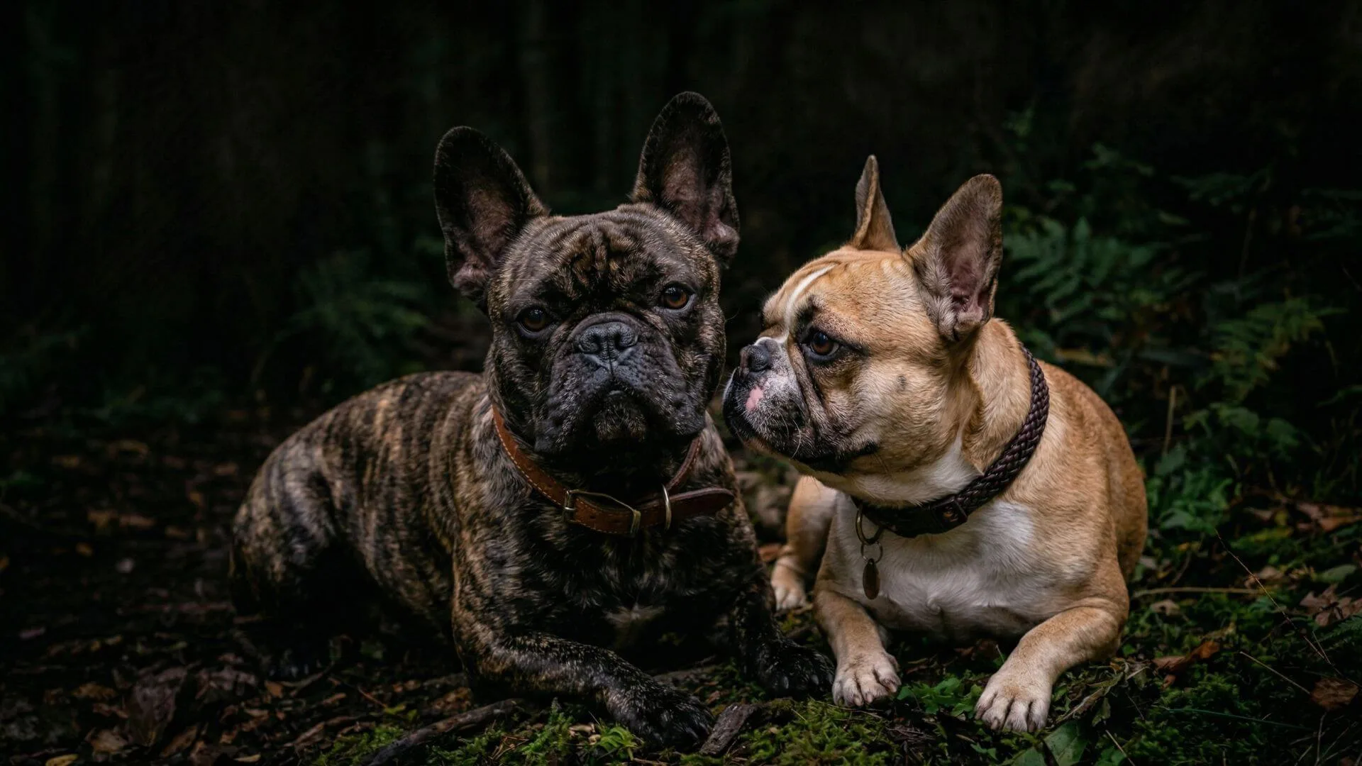 French Bulldog stud dogs for breeding