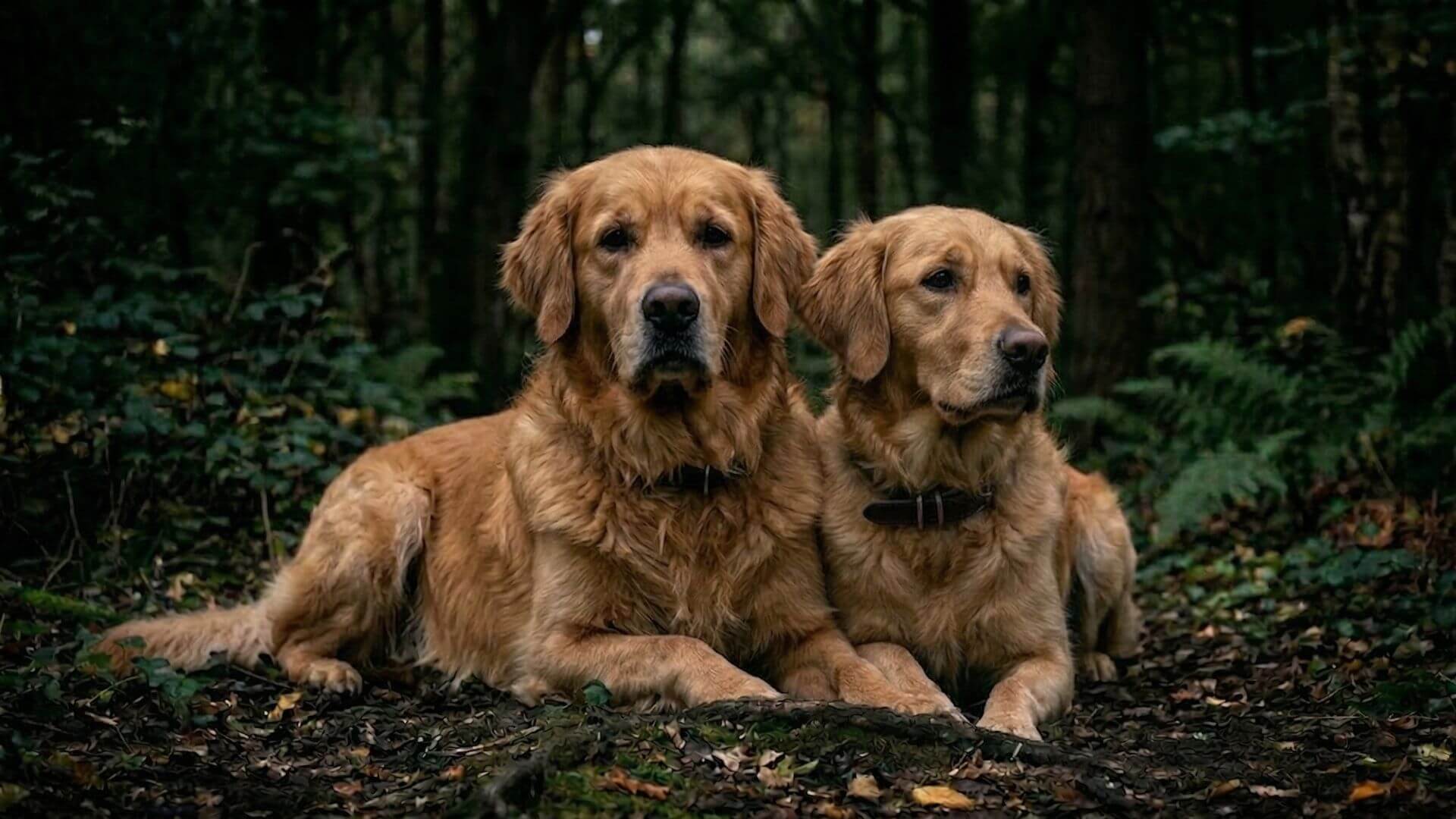 Golden Retriever stud dogs for breeding