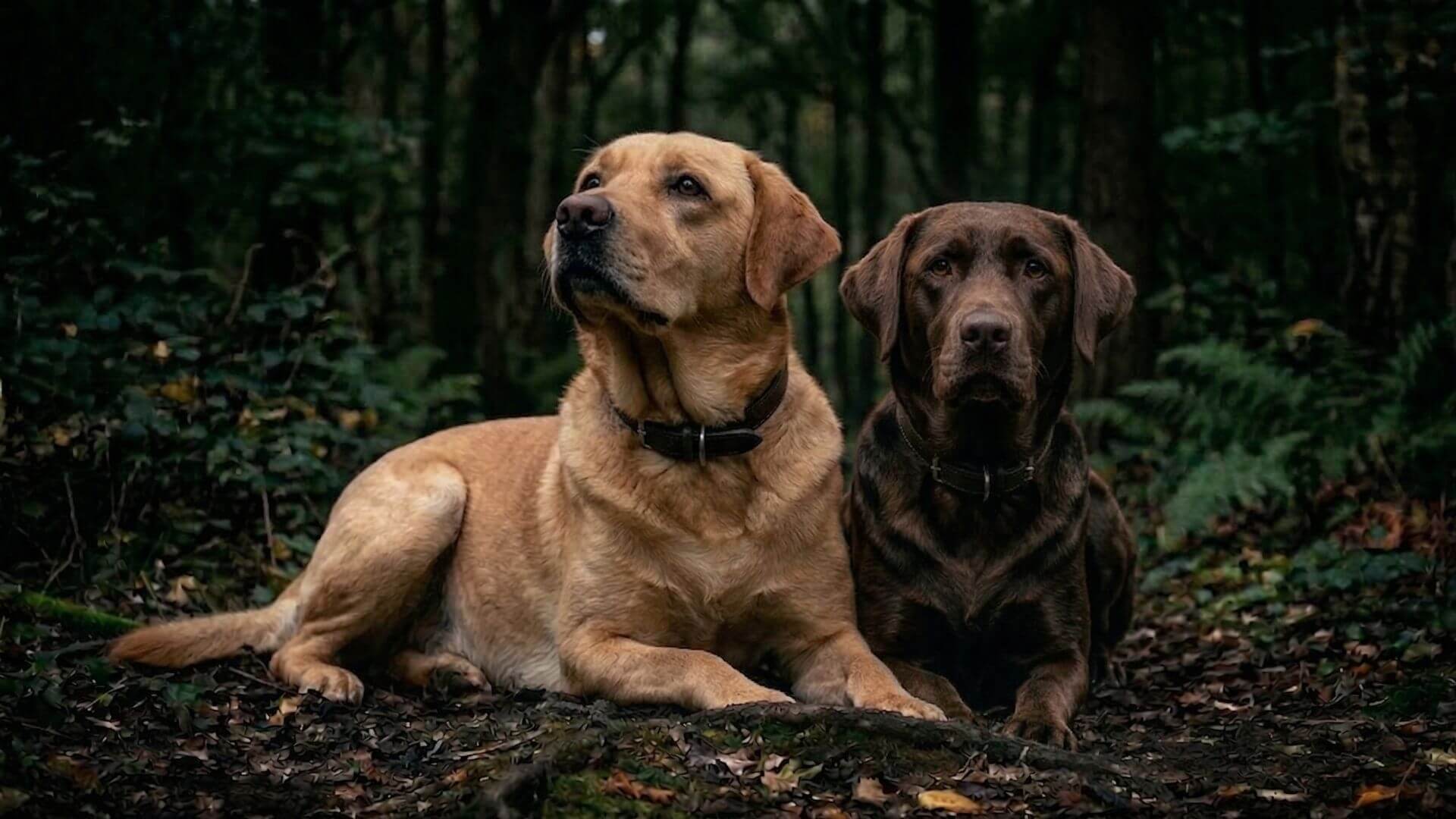 Labrador Retriever stud dogs for breeding