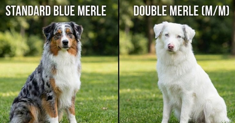 Double Merle Breeding