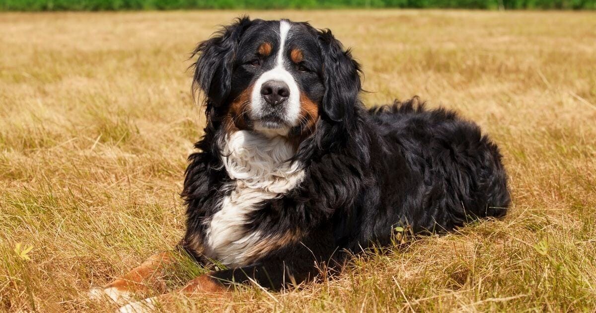 Offering your male dog for stud services