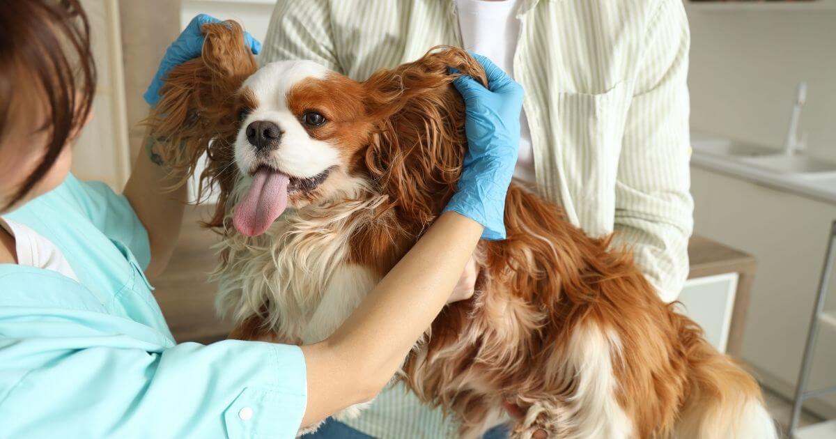 Finding the right stud dog for responsible breeding